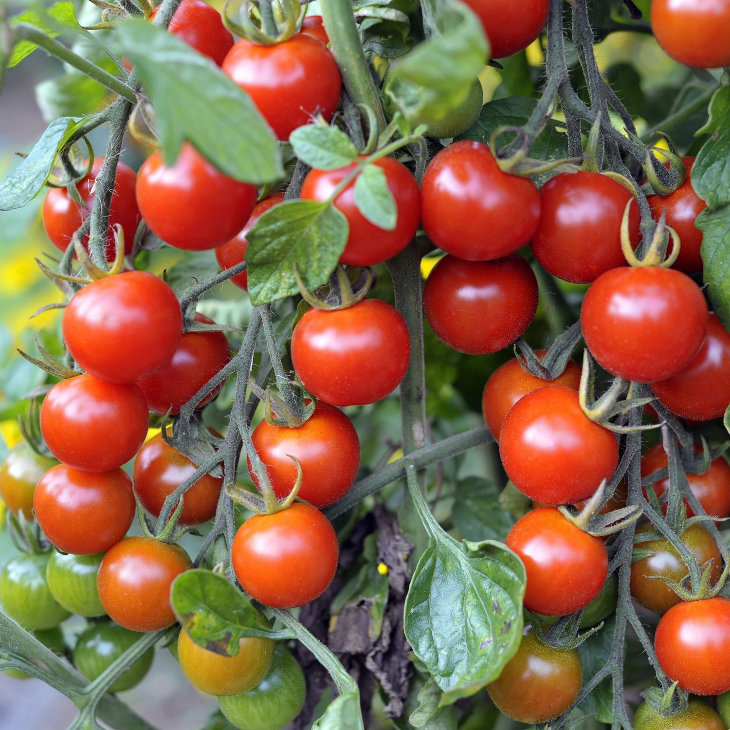 Primavera Bio-Tomatensamen