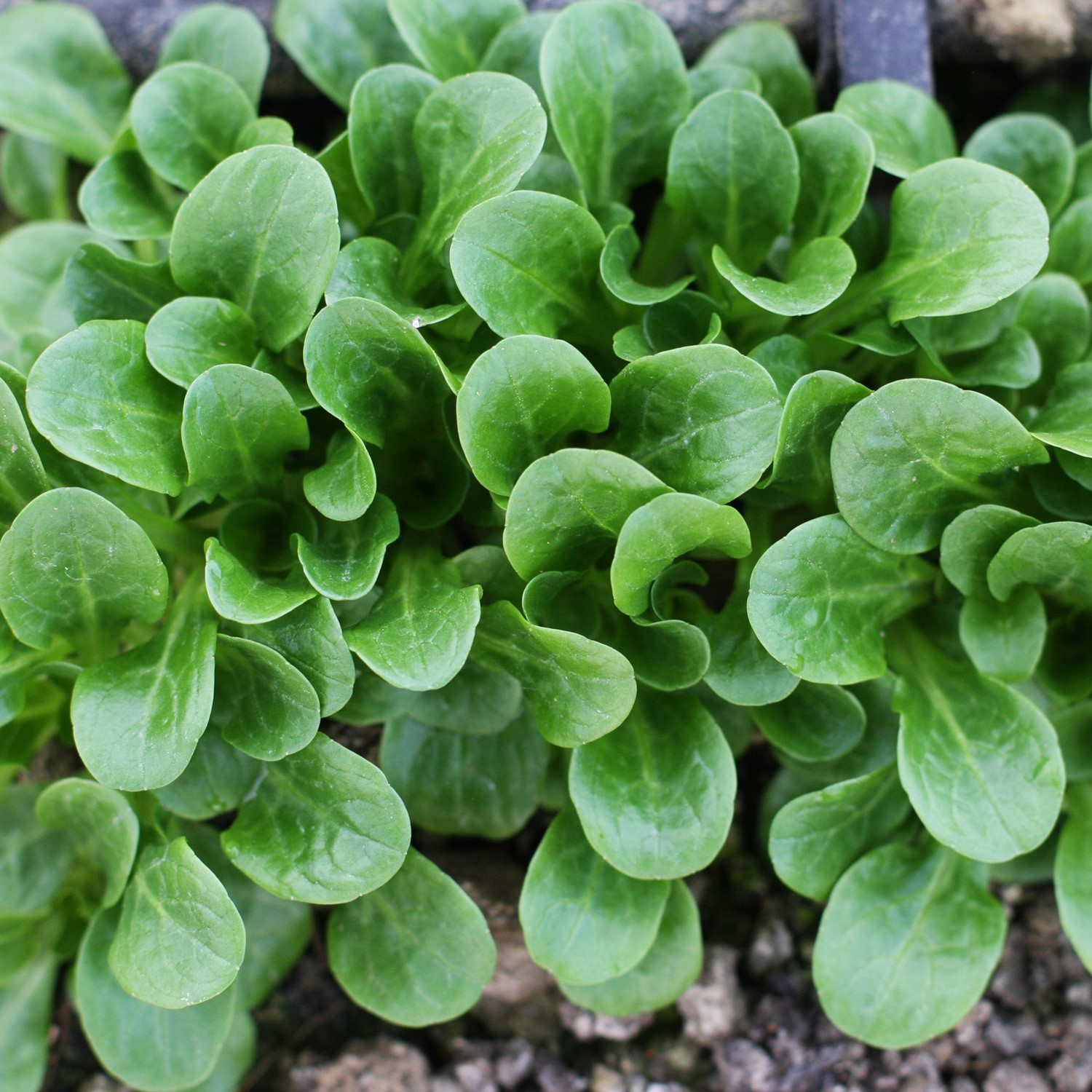 Feldsalat Vit Samen