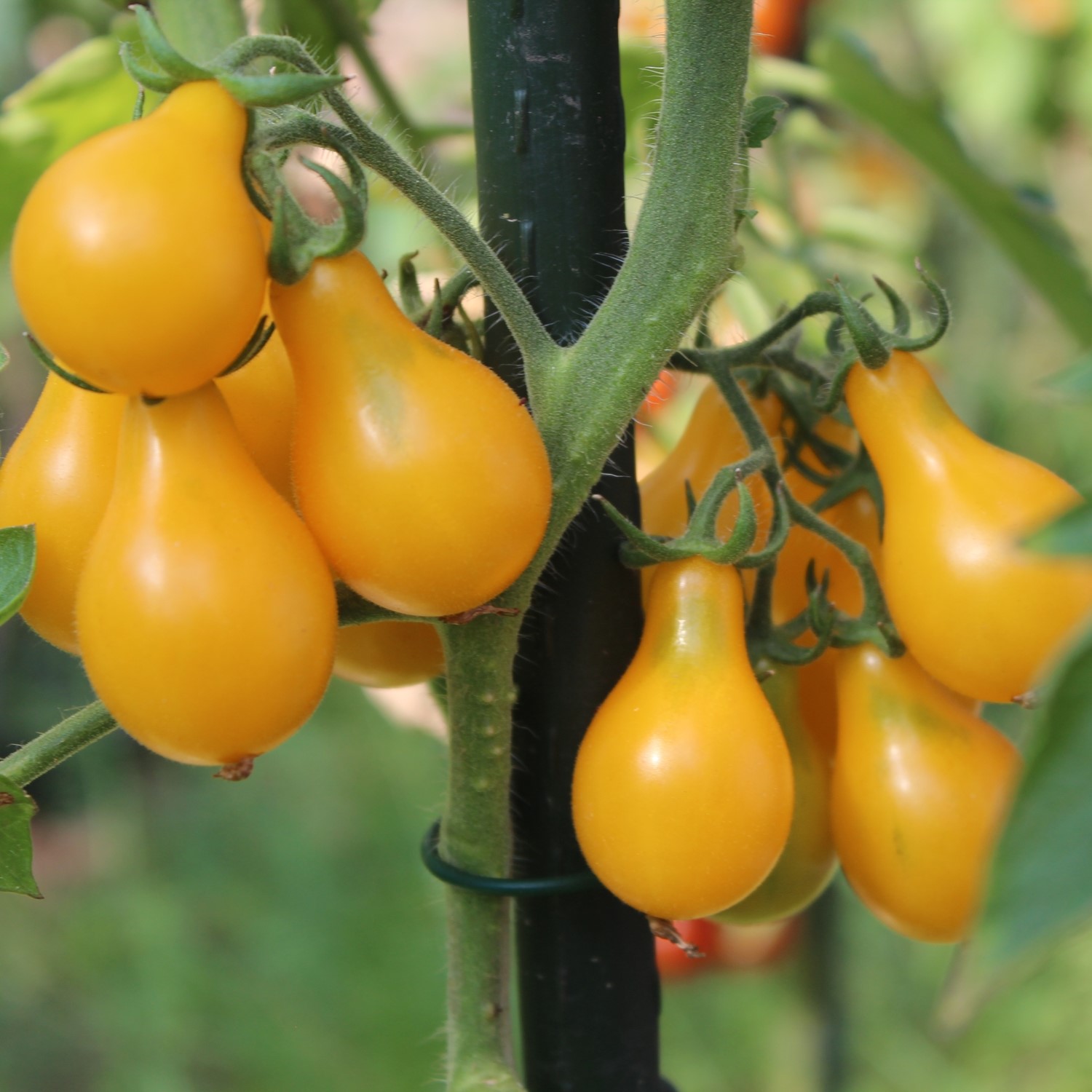 Yellow Pearshaped Tomatensamen