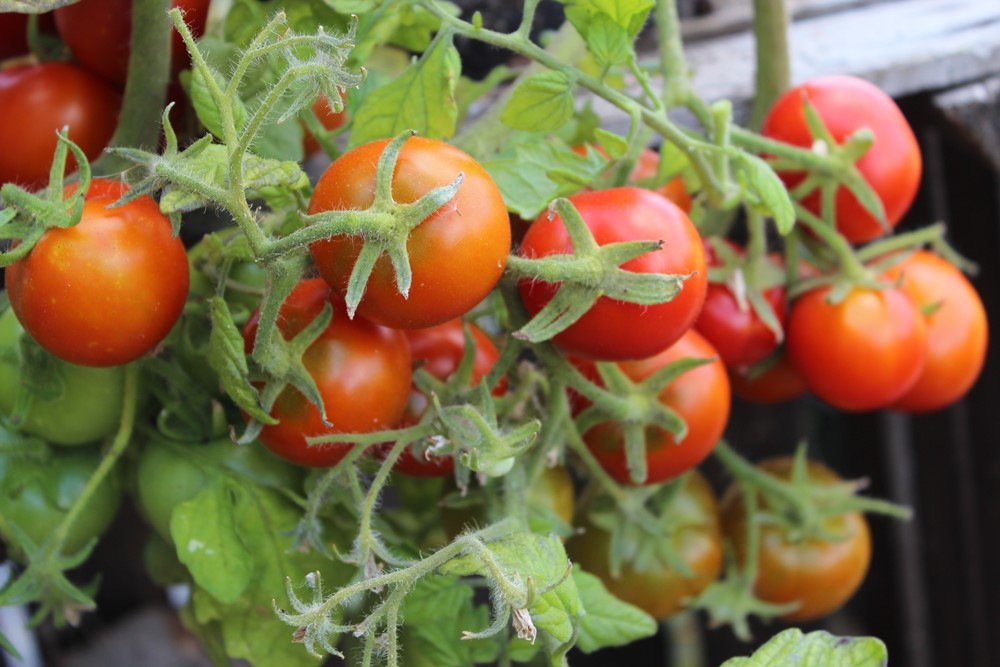 Balkonzauber Tomatensamen