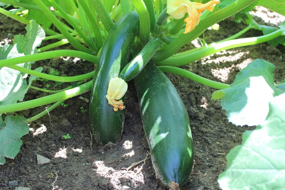 Bio-Zucchini Black Beauty Samen