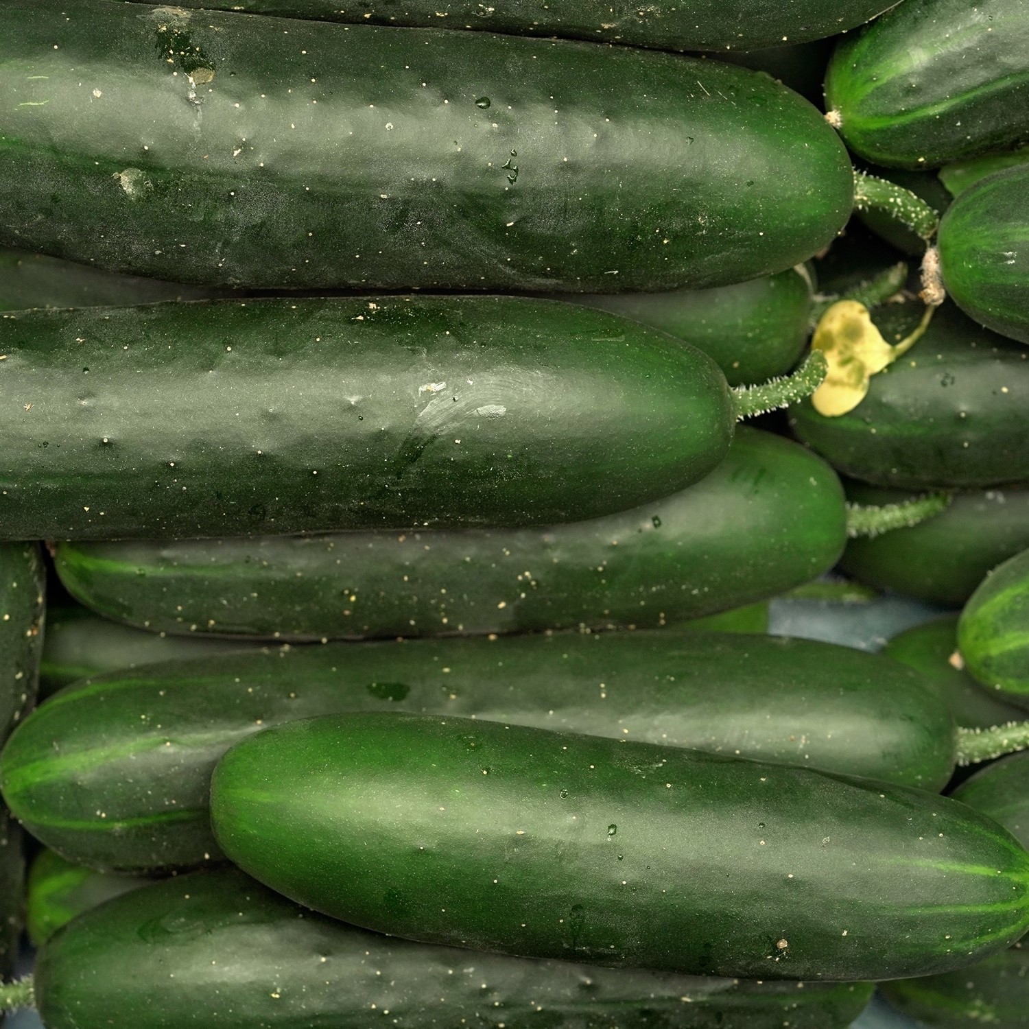 Salatgurke Sonja Samen