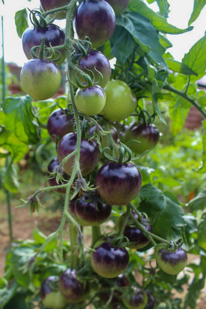 OSU Blue Bio-Tomatensamen