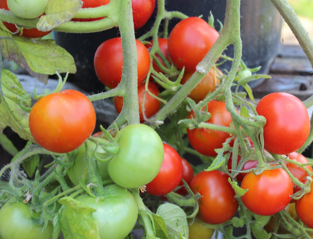 Balkonzauber Tomatensamen