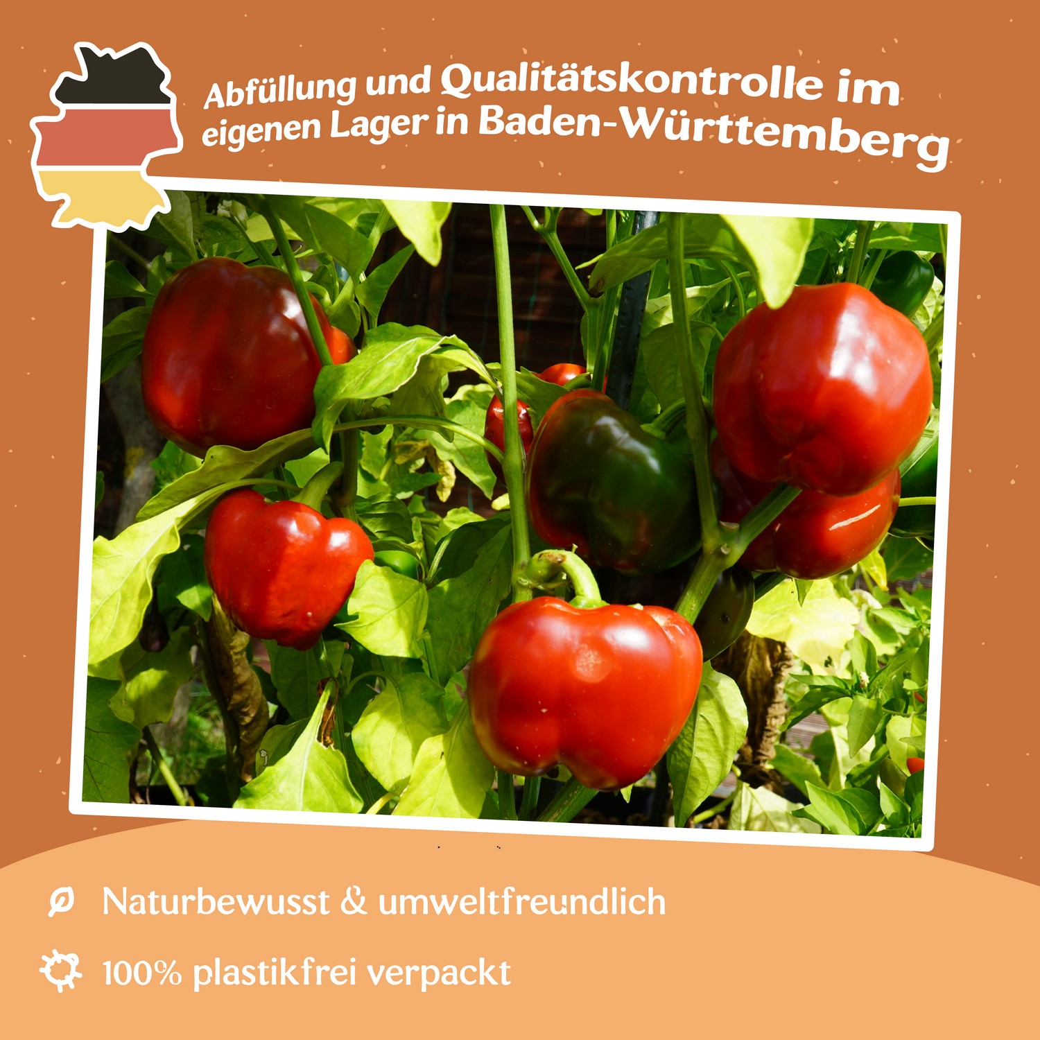 Paprika Granova Samen