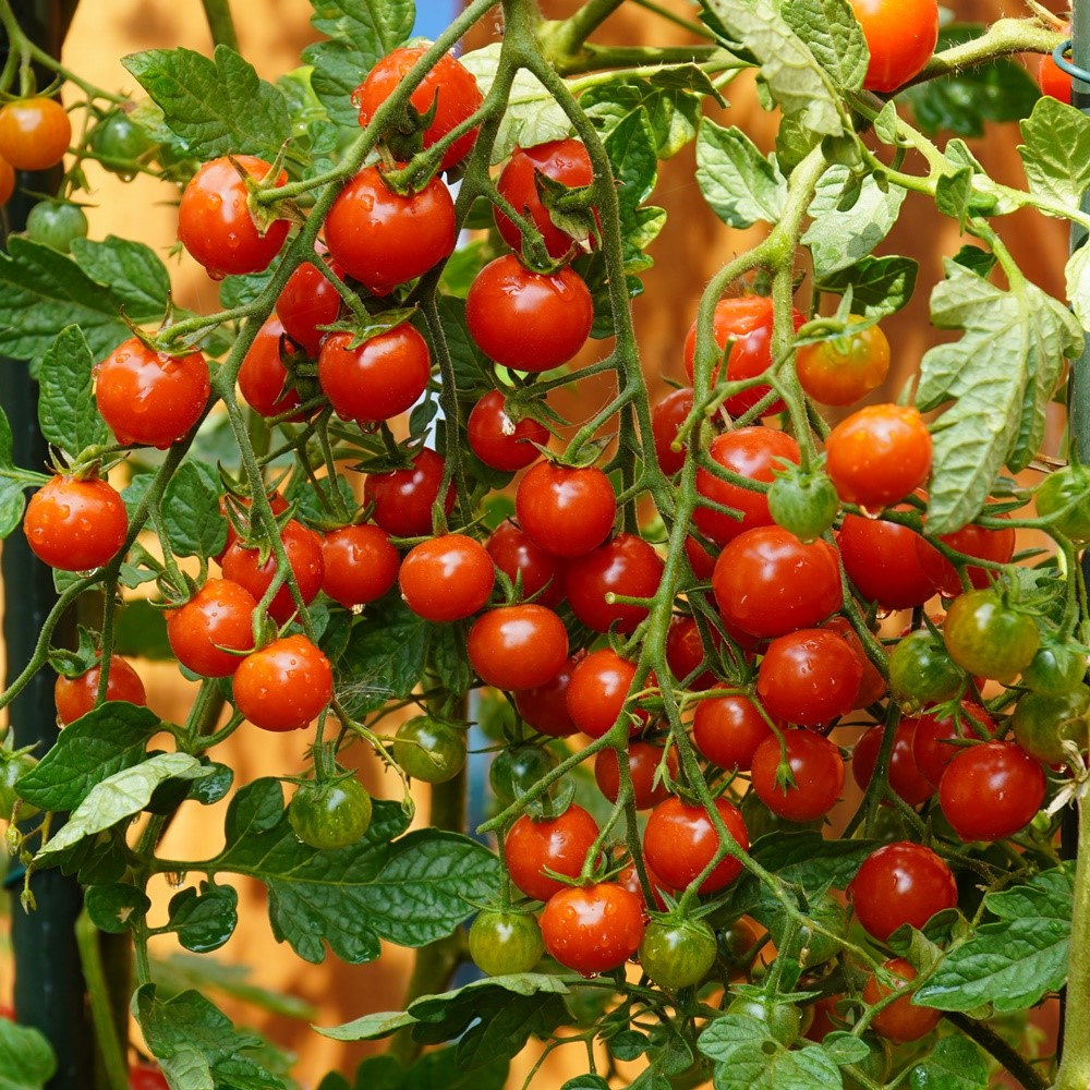 Sweetie Tomatensamen