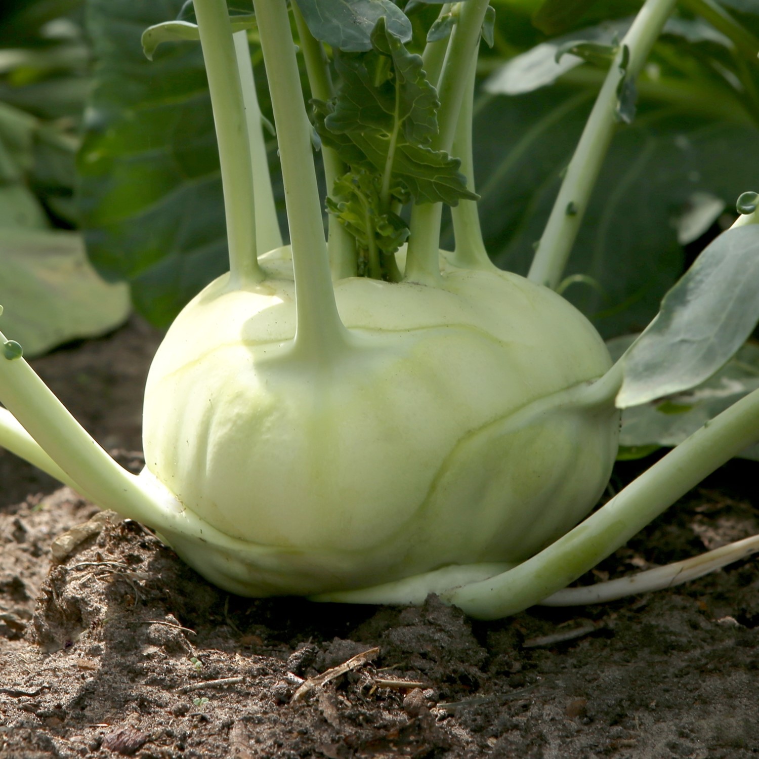 Kohlrabi Superschmelz Samen