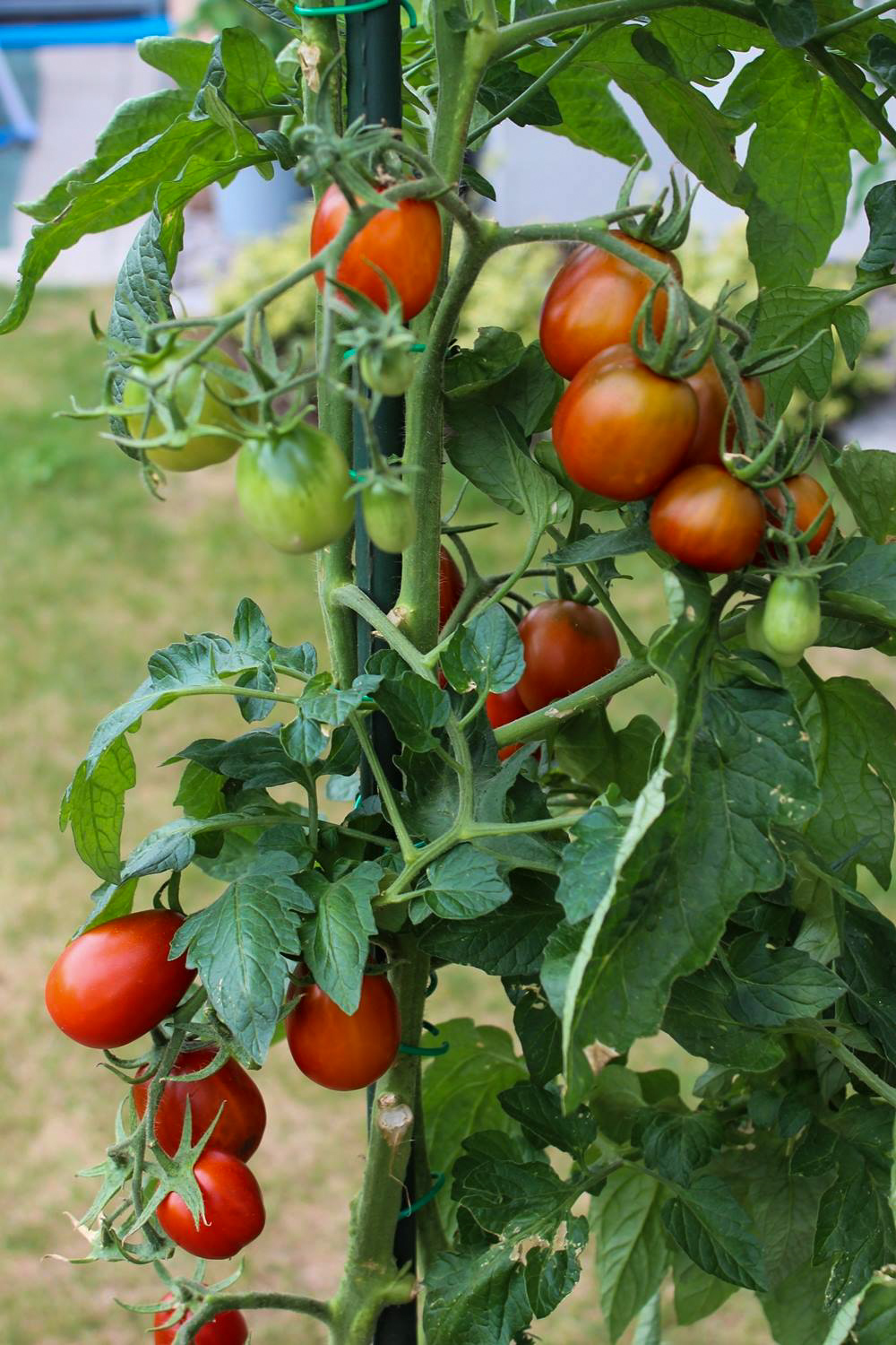 Black Plum Bio-Tomatensamen