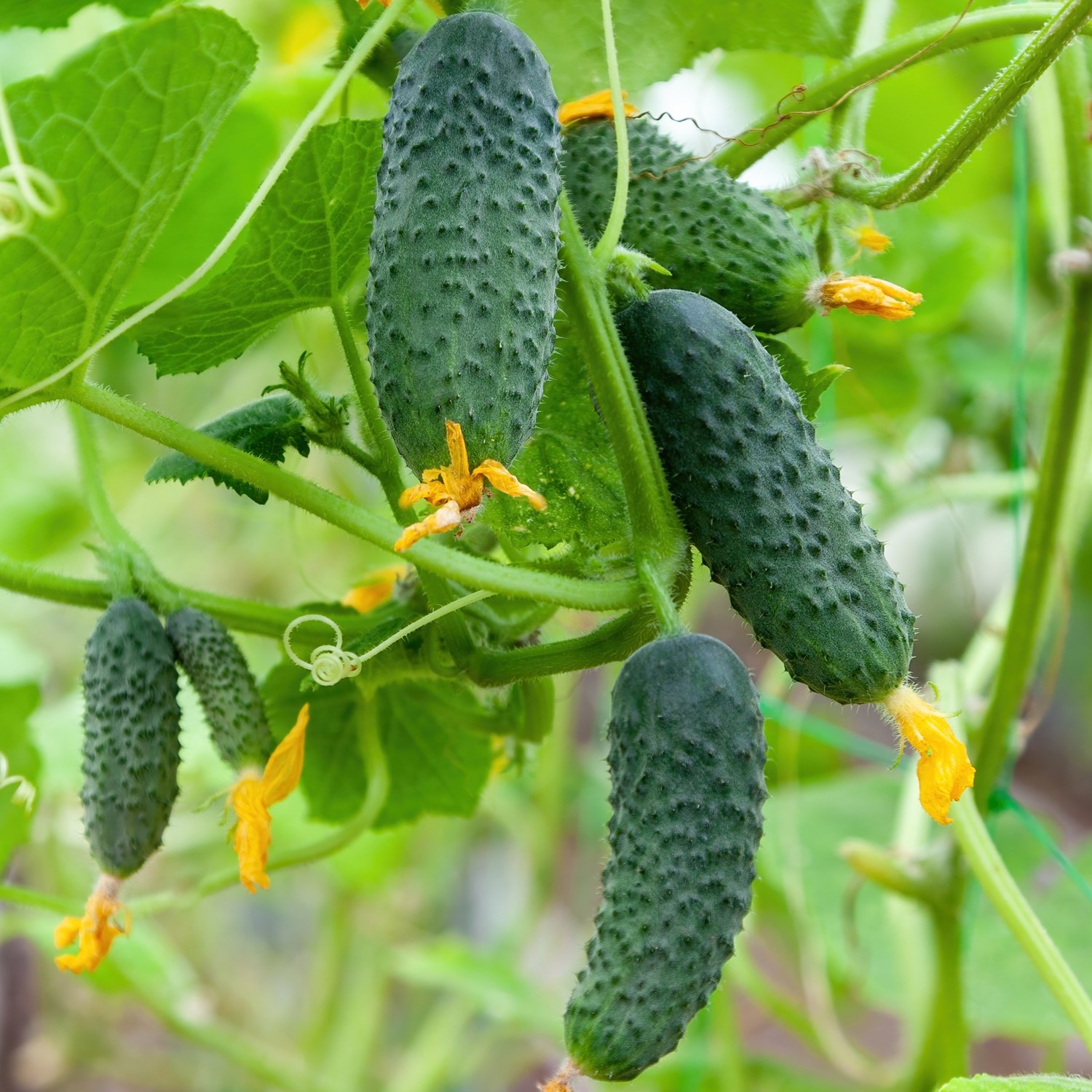 Bio-Einlegegurke Cornichon de Paris Samen