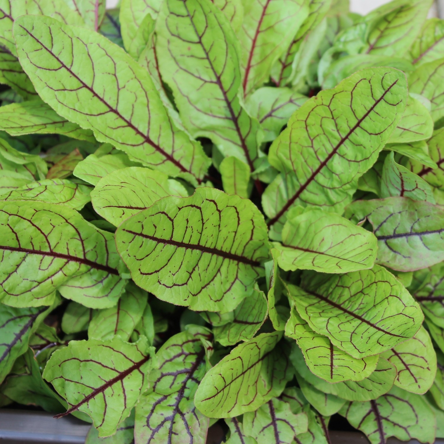 Blutampfer Samen, Rumex sanguineus