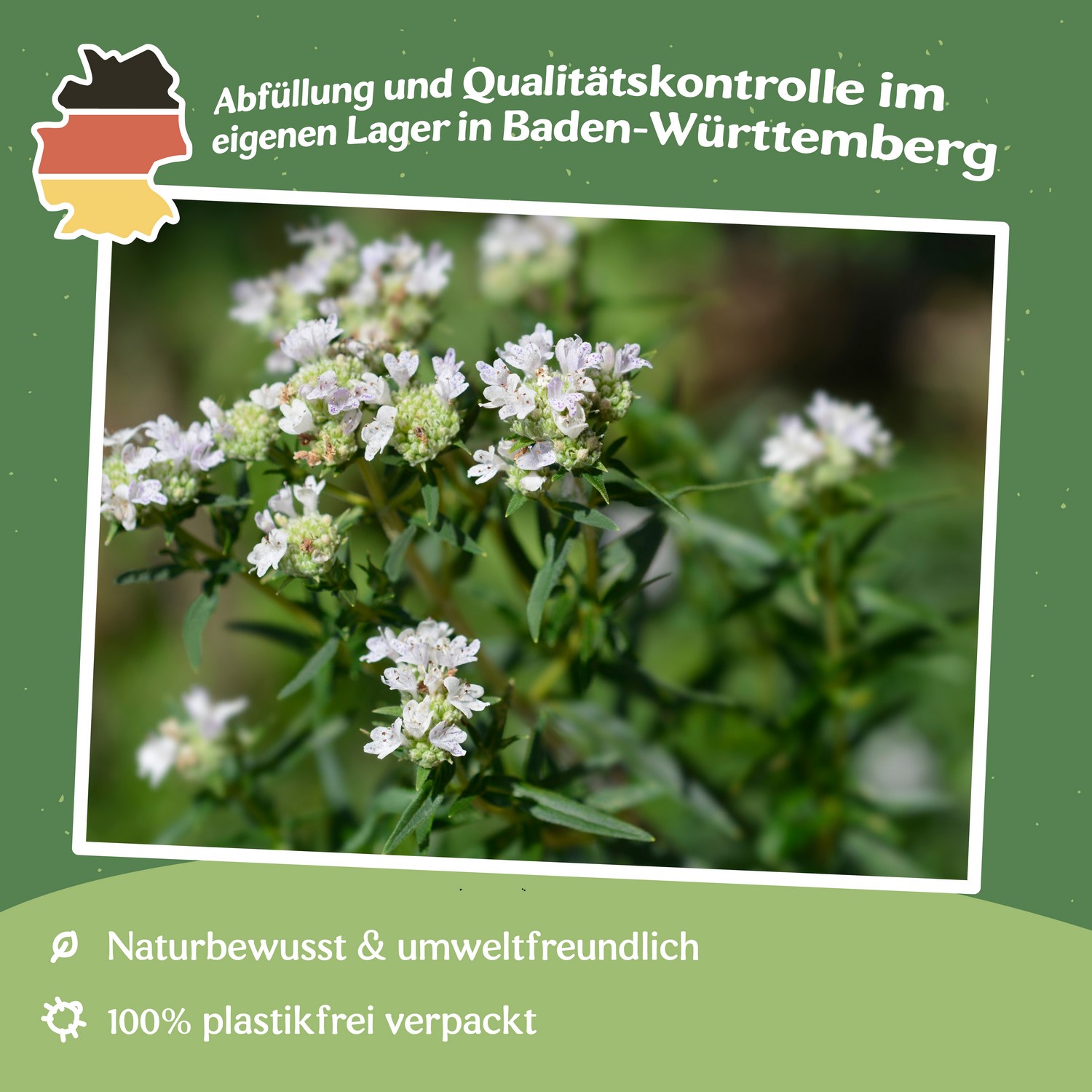 Amerikanische Bergminze Samen, Pycnanthemum pilosum