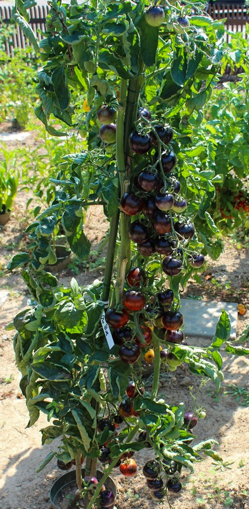 OSU Blue Bio-Tomatensamen