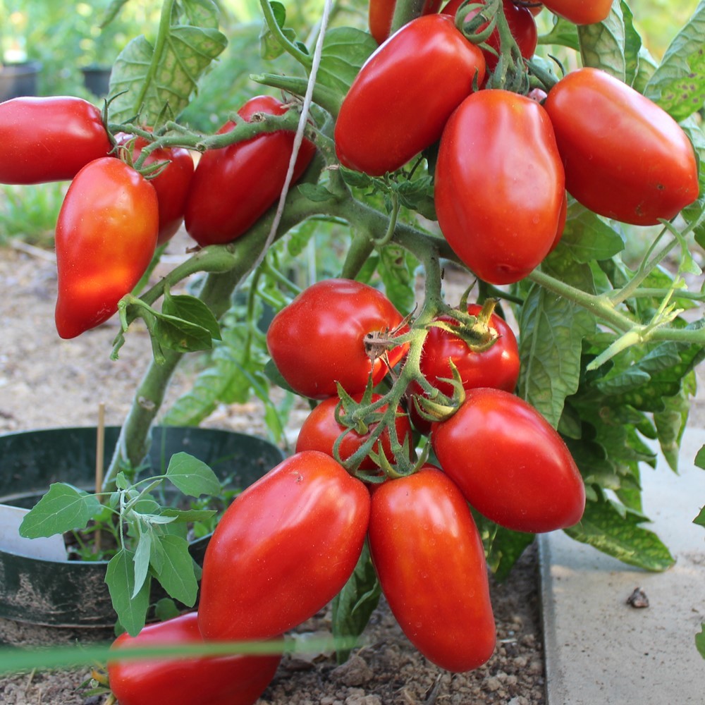 San Marzano Nano Tomatensamen