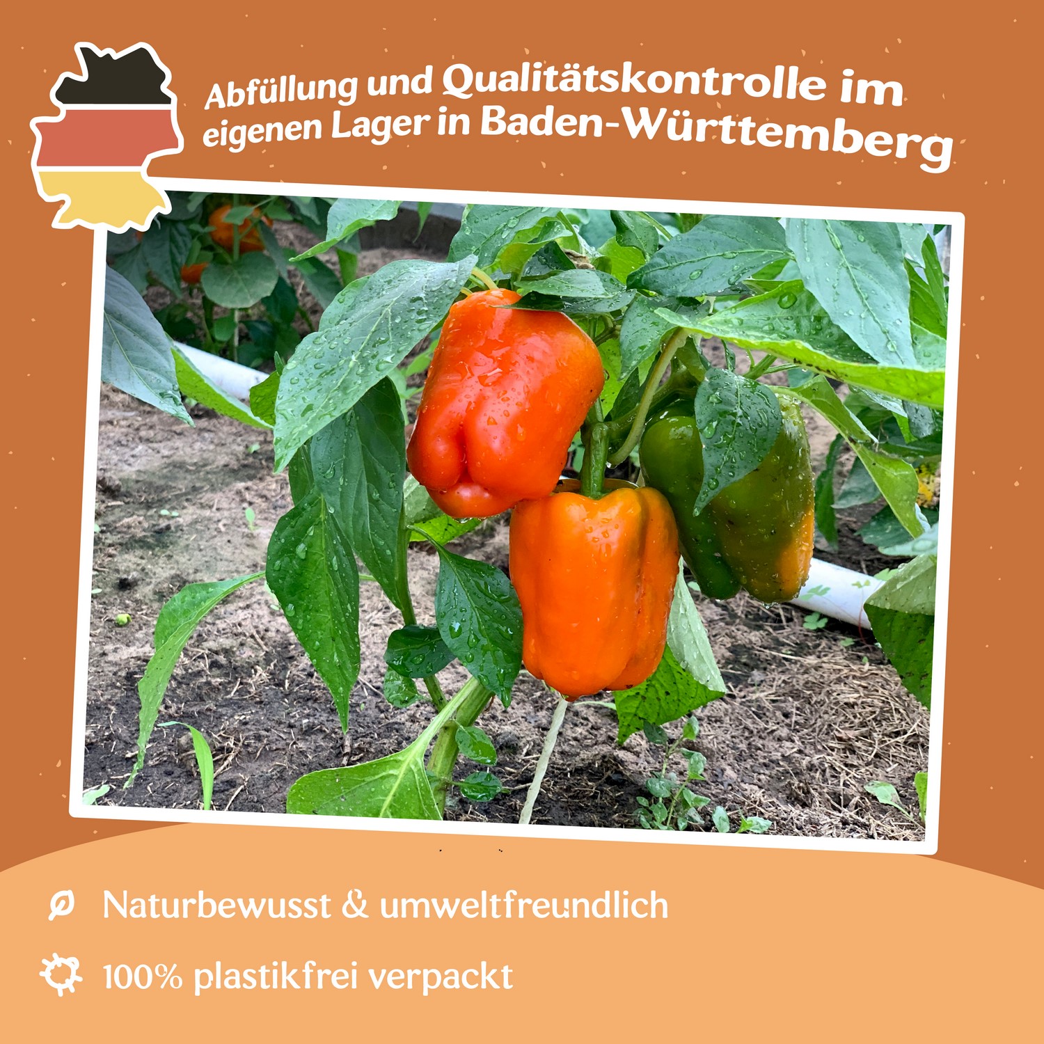 Paprika Orange Horizon Samen