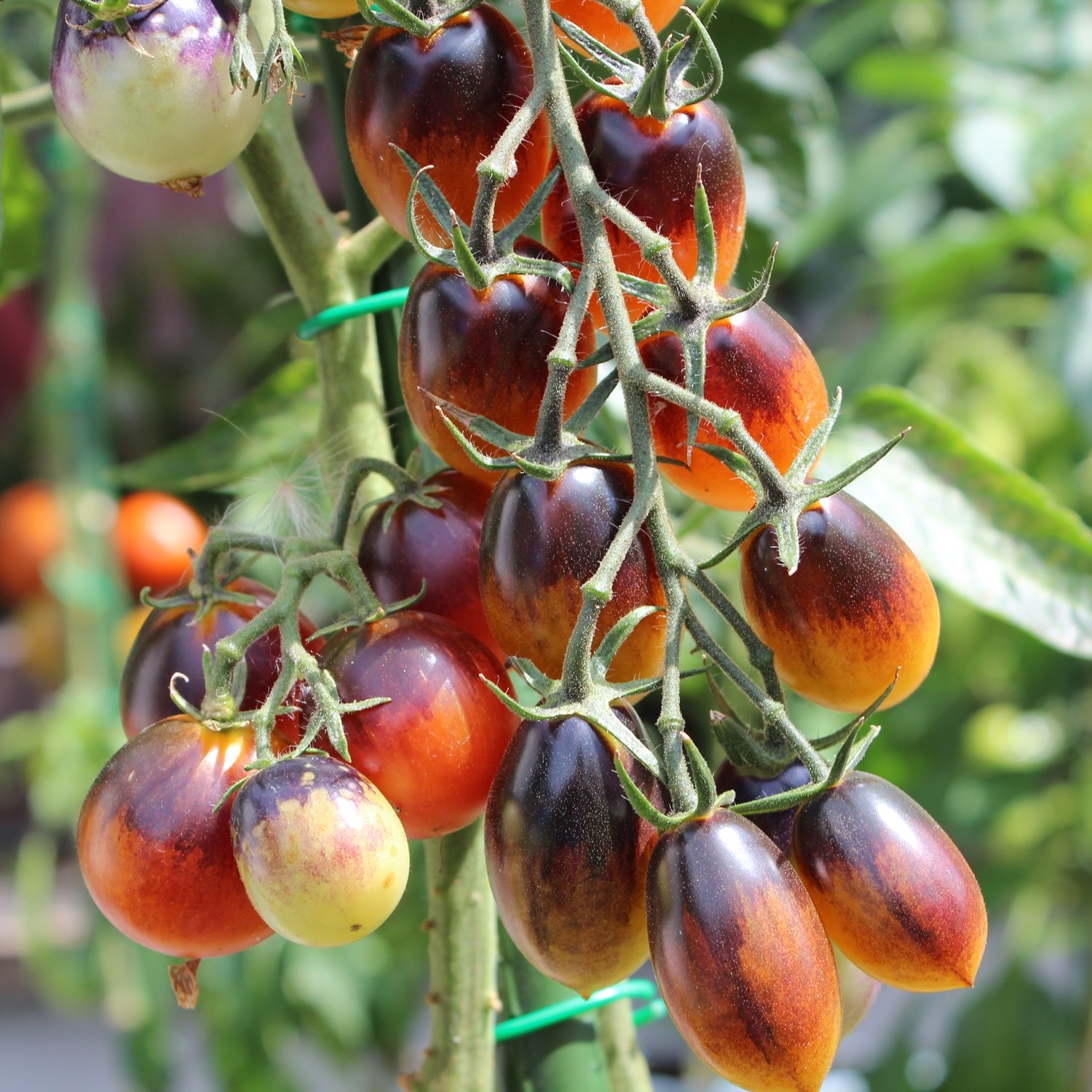 Indigo Pear Drops Tomatensamen