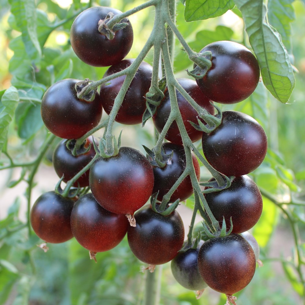 MHD 06/25 Indigo Cherry Drops Tomatensamen
