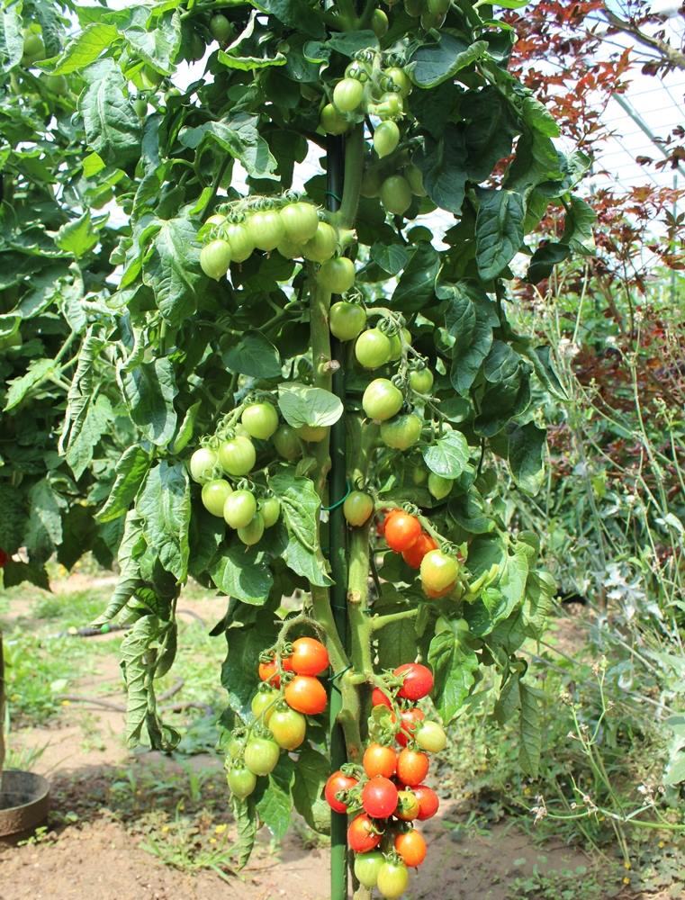 Principe Borghese Tomatensamen