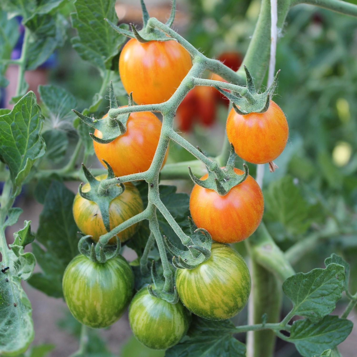 Artisan Golden Bumble Bee Bio-Tomatensamen