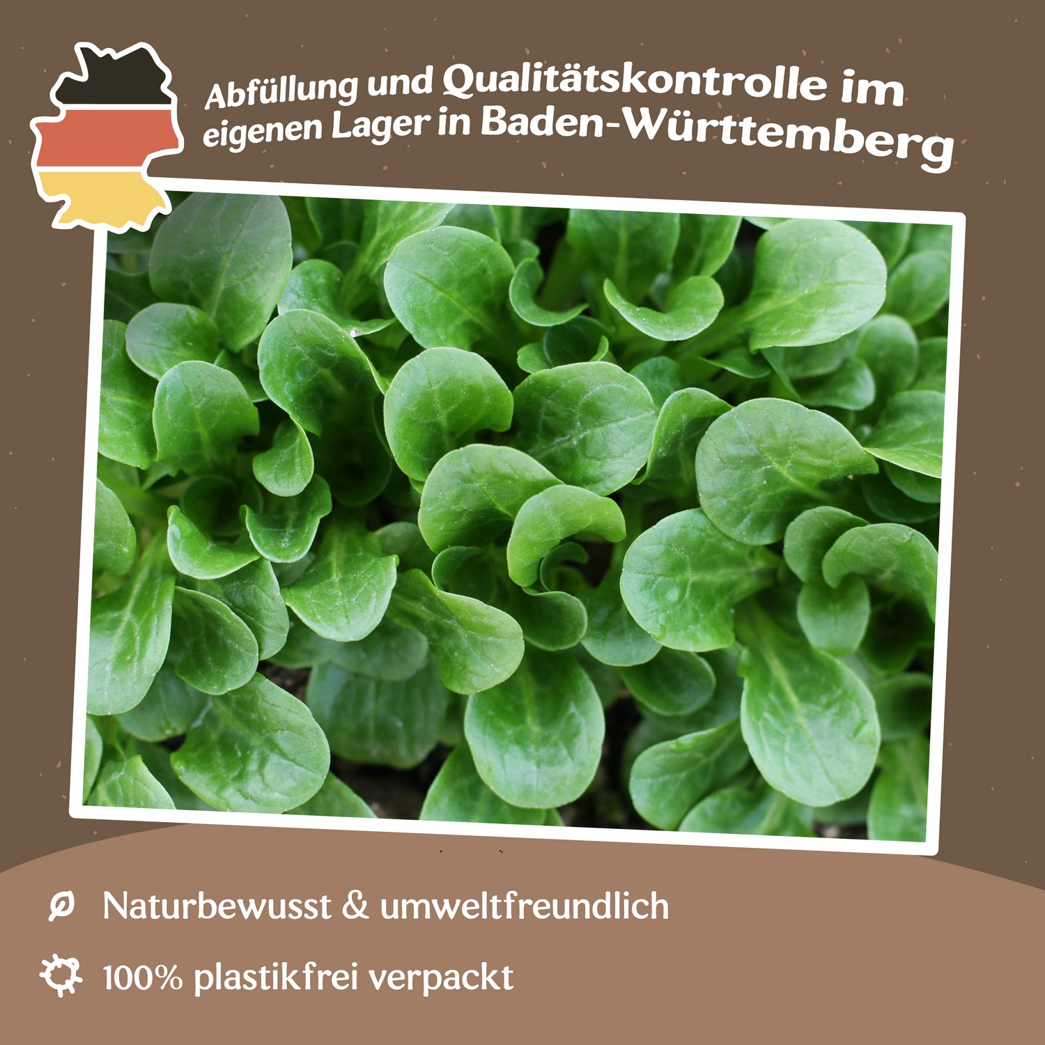 Feldsalat Vit Samen