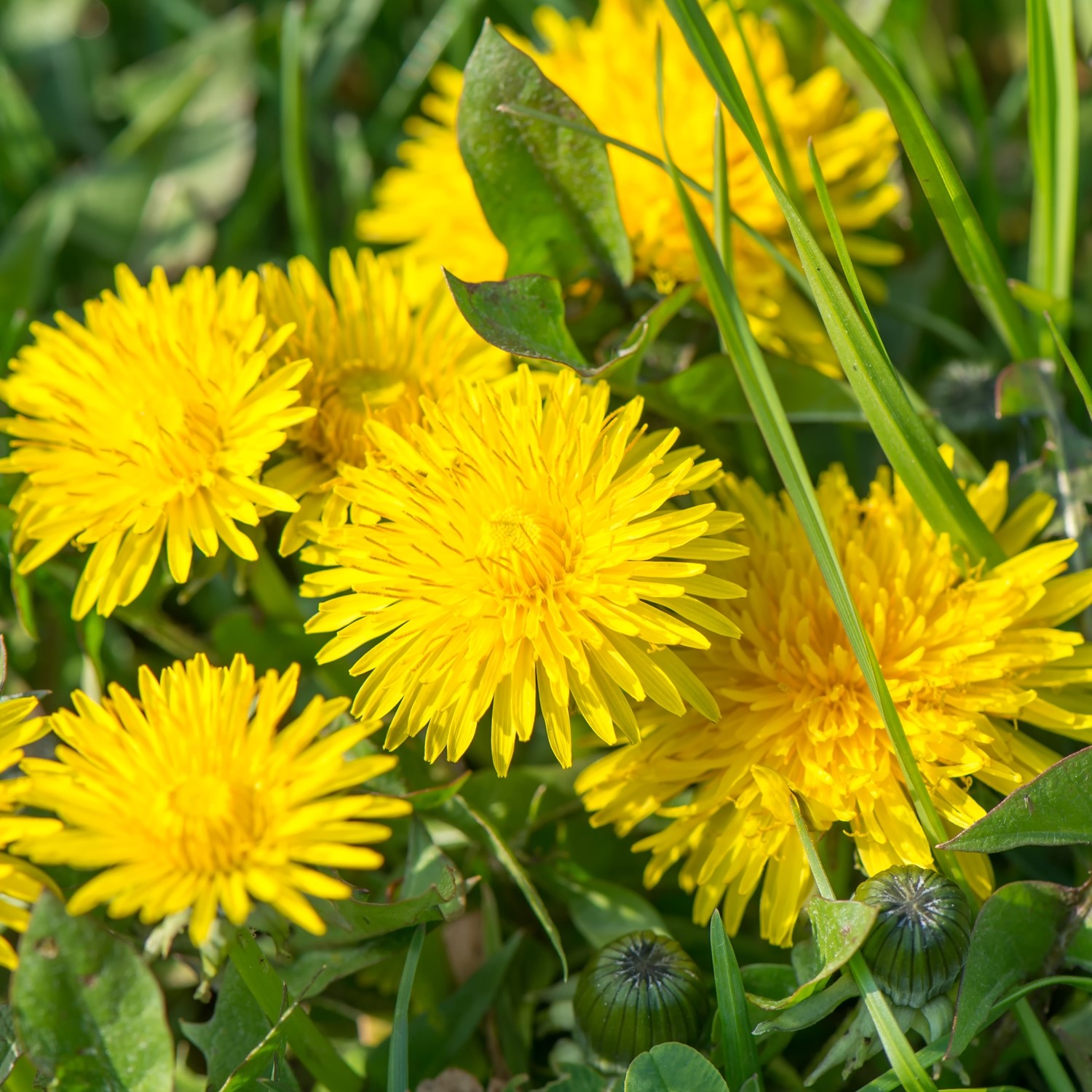 Löwenzahn Samen, Taraxacum officinale