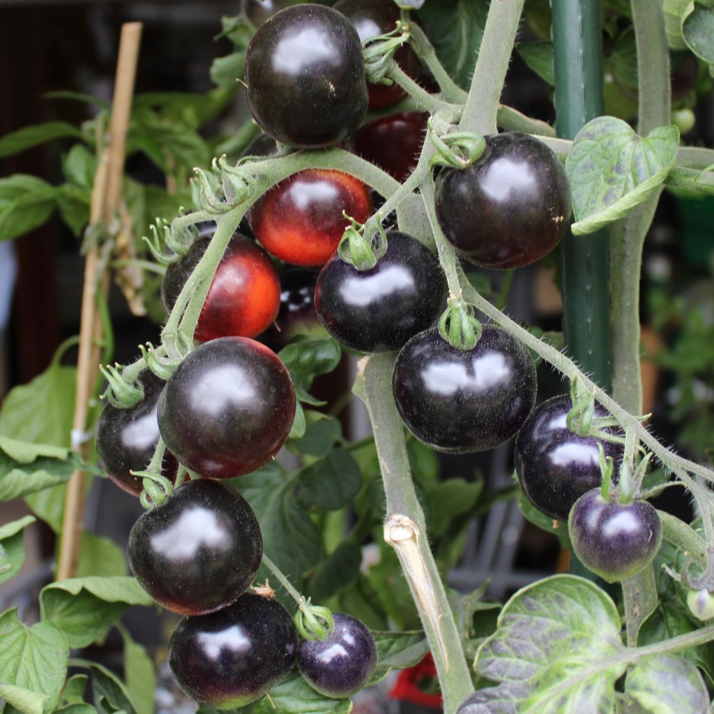 Indigo Rose Tomatensamen