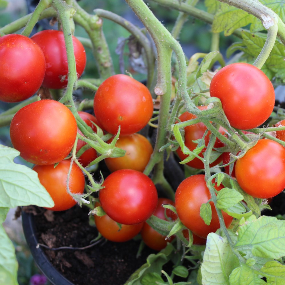 Balkonzauber Tomatensamen