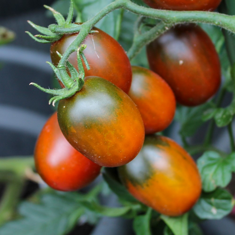 Black Plum Bio-Tomatensamen