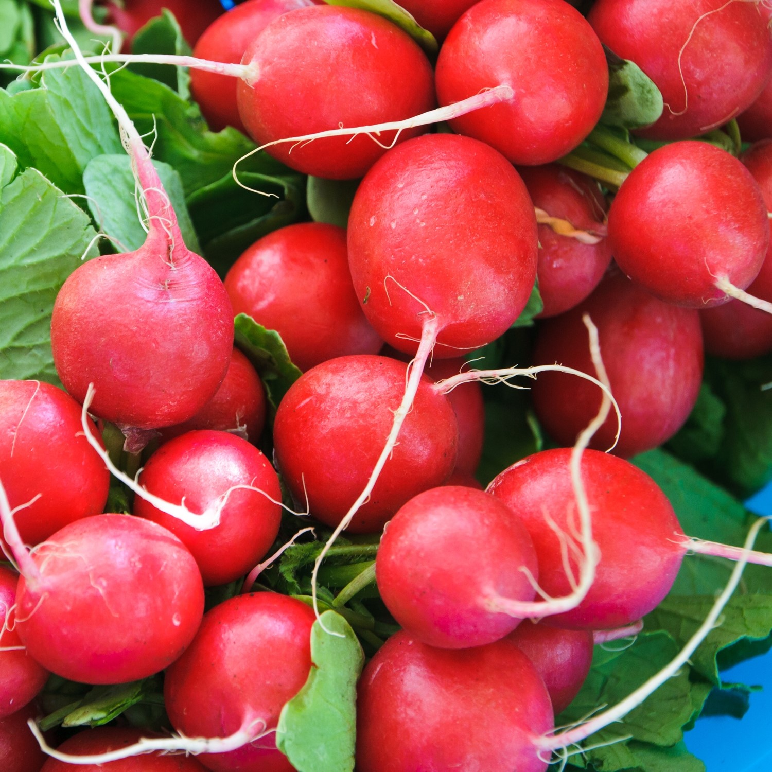 Radieschen Cherry Belle Samen