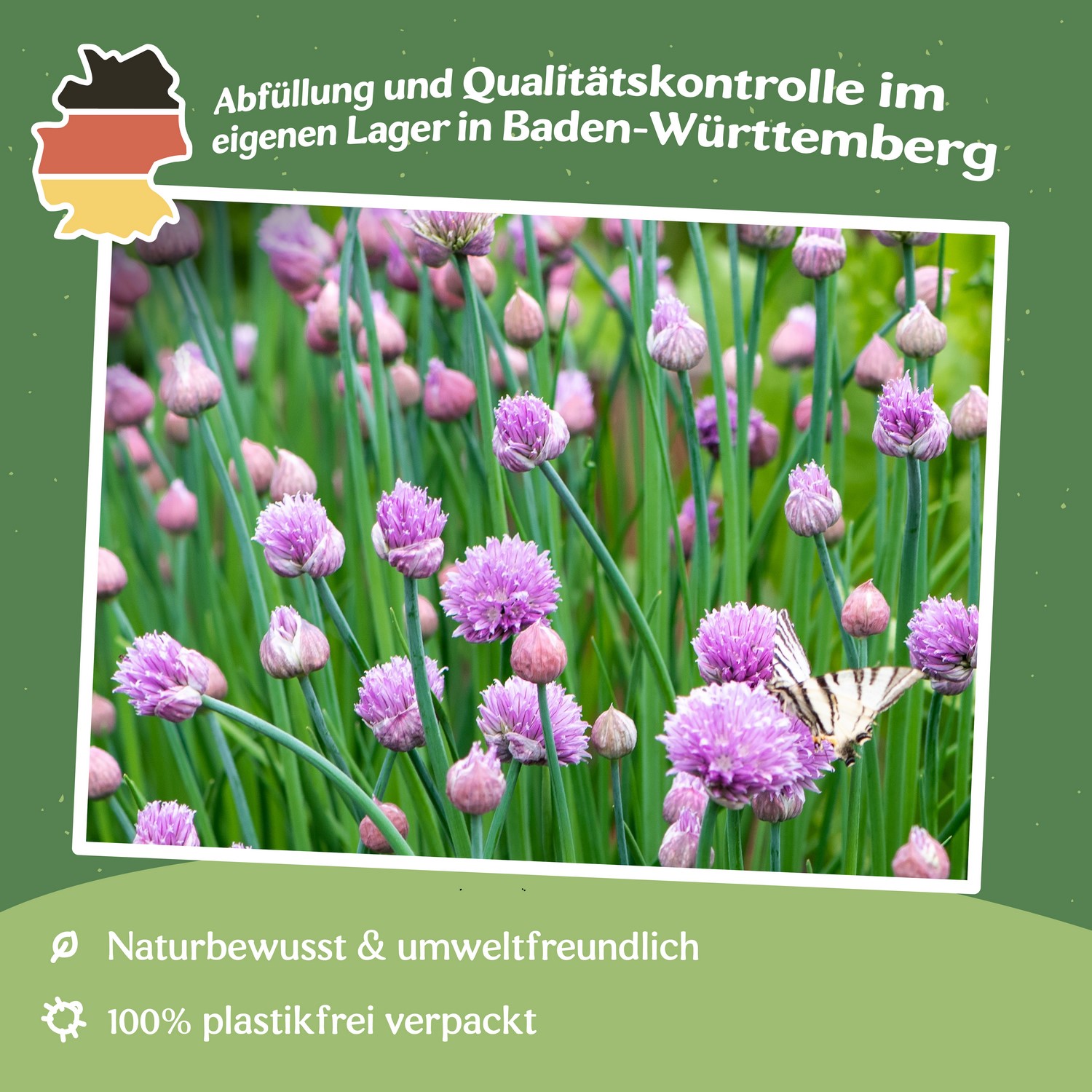 MHD 12/24 Schnittlauch Middleman Samen, Allium schoenoprasum