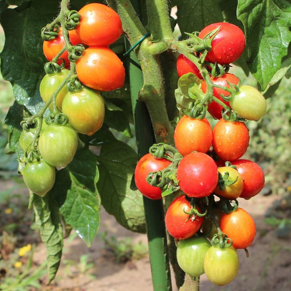 Principe Borghese Tomatensamen