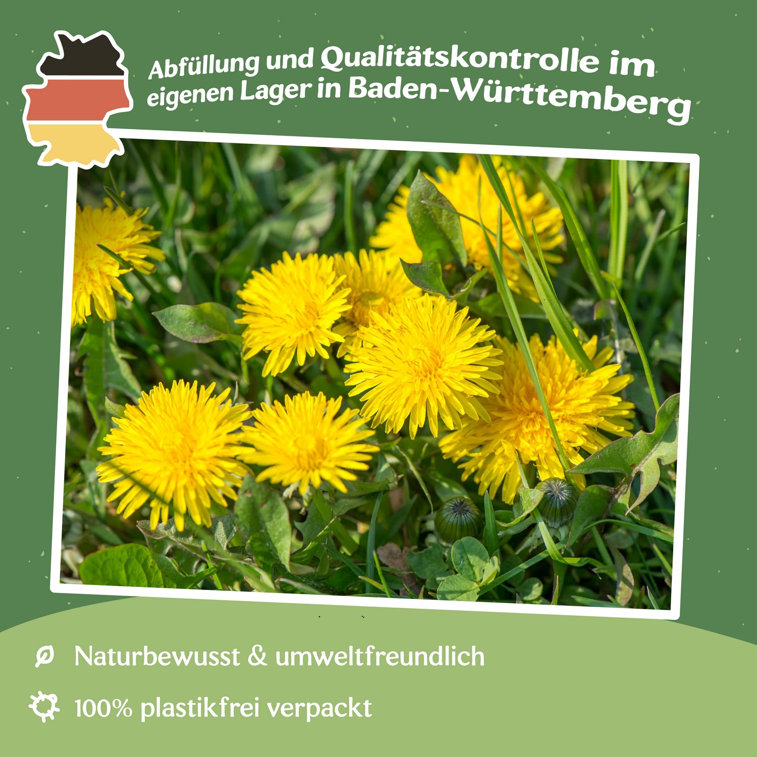 Löwenzahn Samen, Taraxacum officinale