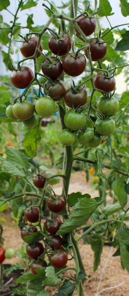 Black Cherry Bio Tomatensamen A